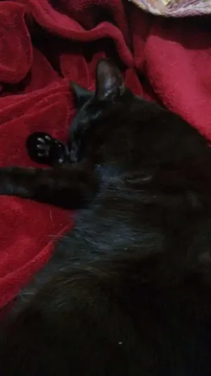 Gato raça  idade 2 a 6 meses nome Mia