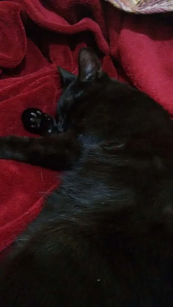 Gato ra a  idade 2 a 6 meses nome Mia
