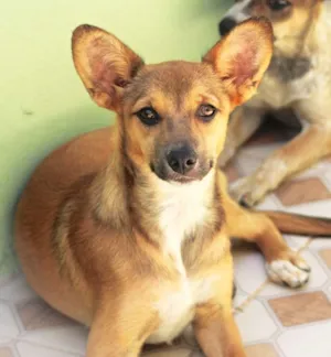 Cachorro raça  idade 2 a 6 meses nome Lola Bebezinha 