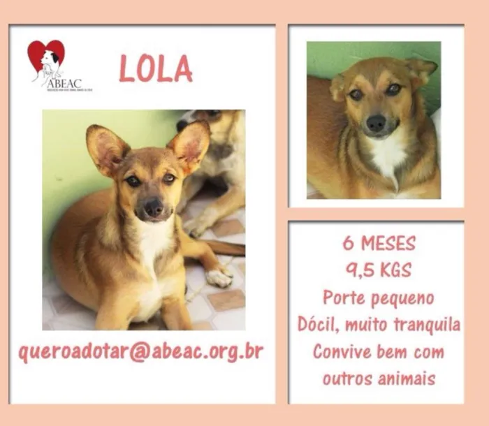 Cachorro ra a  idade 2 a 6 meses nome Lola Bebezinha 