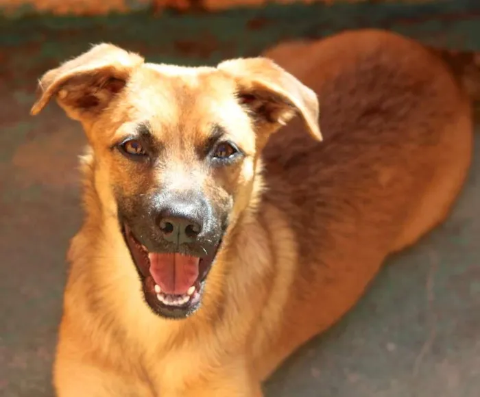 Cachorro ra a  idade 7 a 11 meses nome Melissa Filhote