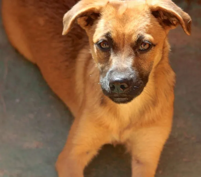 Cachorro ra a  idade 7 a 11 meses nome Melissa Filhote