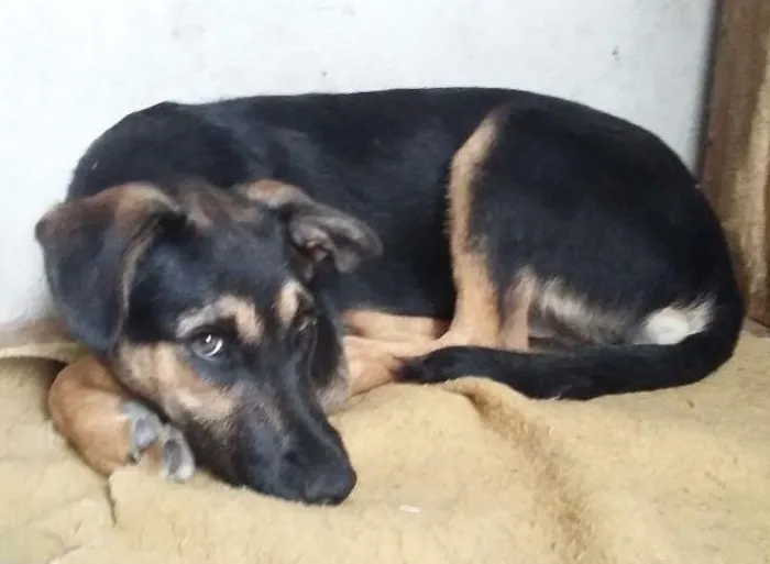 Cachorro ra a SRD idade 7 a 11 meses nome Bella