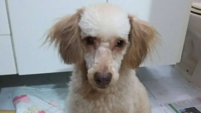 Cachorro ra a poodle misturado idade 1 ano nome Luke