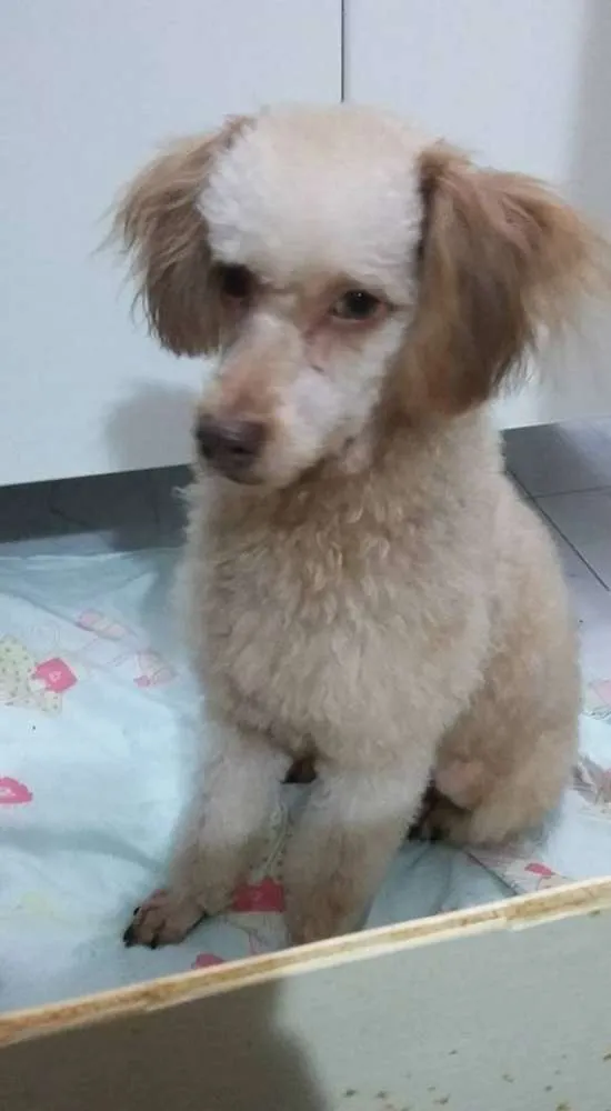 Cachorro ra a poodle misturado idade 1 ano nome Luke