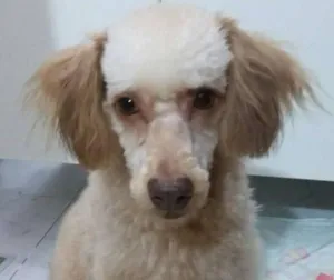 Cachorro raça poodle misturado idade 1 ano nome Luke