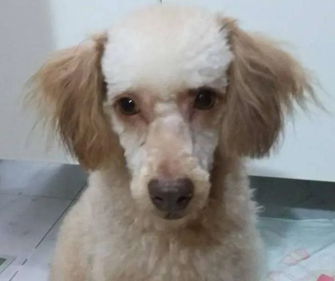 Cachorro ra a poodle misturado idade 1 ano nome Luke
