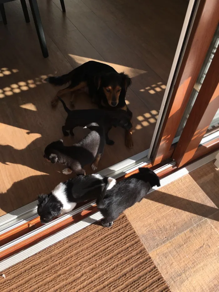 Cachorro ra a srd idade 2 a 6 meses nome sem nome 