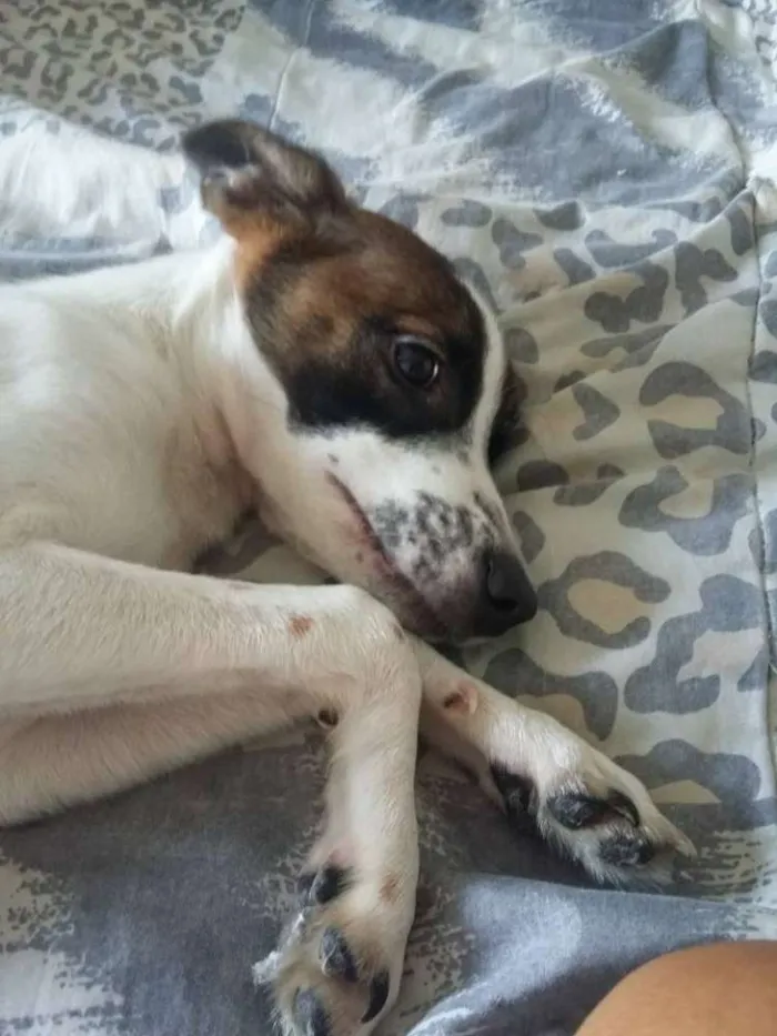 Cachorro ra a SRD idade 2 a 6 meses nome Lully