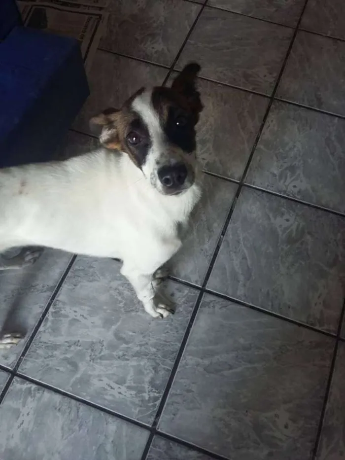 Cachorro ra a SRD idade 2 a 6 meses nome Lully