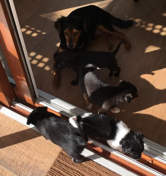Cachorro ra a srd idade 2 a 6 meses nome sem nome 