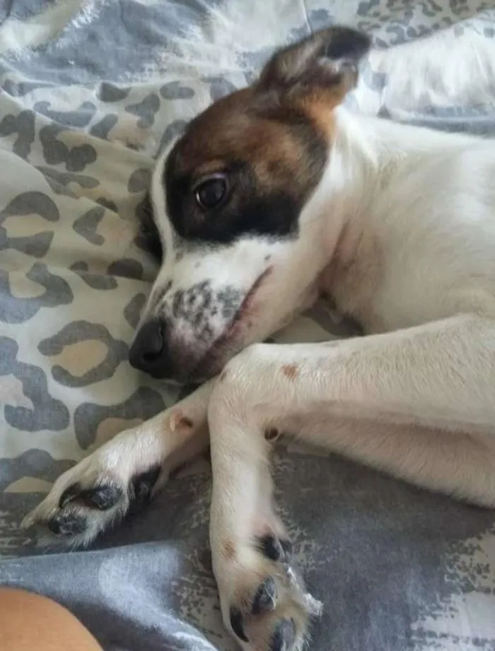 Cachorro ra a SRD idade 2 a 6 meses nome Lully
