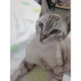Marieta