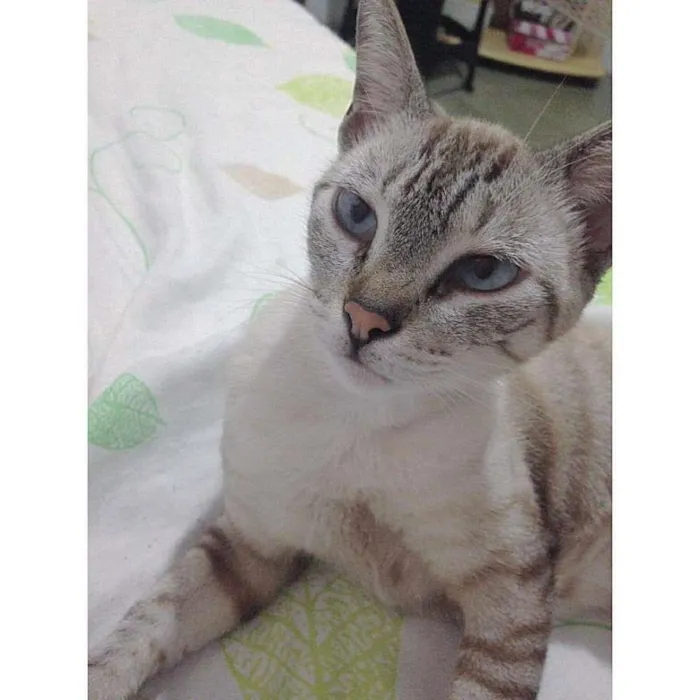 Gato ra a  idade 1 ano nome Marieta