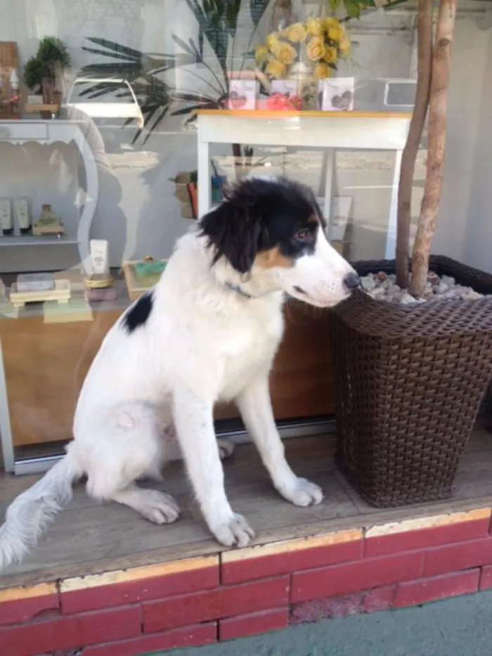 Cachorro ra a mista idade 2 a 6 meses nome Branco