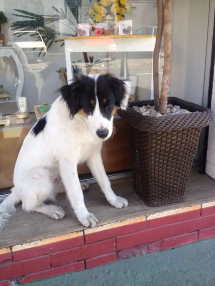 Cachorro ra a mista idade 2 a 6 meses nome Branco