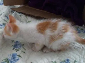 Gato raça  idade Abaixo de 2 meses nome Não tem