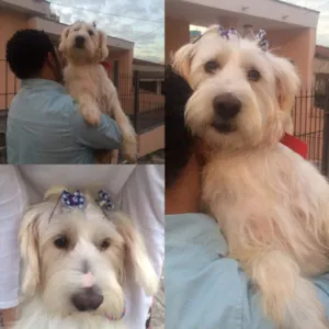 Cachorro raça Poodle grande idade 2 anos nome Cida
