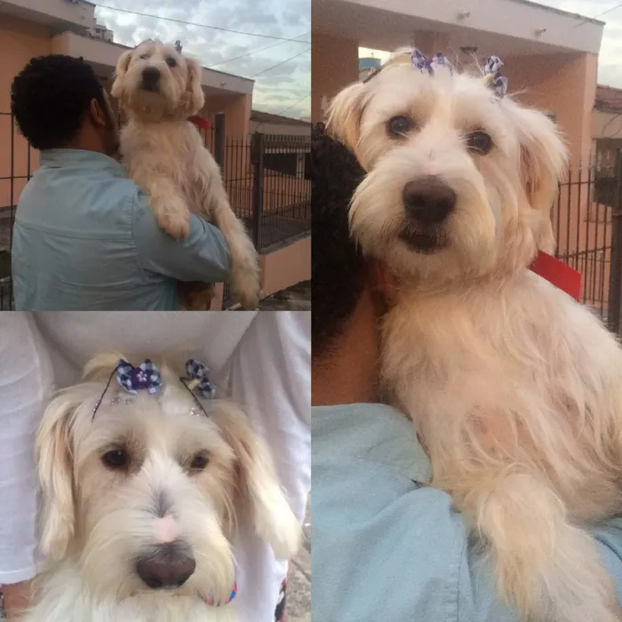 Cachorro ra a Poodle grande idade 2 anos nome Cida