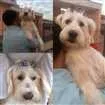 Cachorro raça Poodle grande idade 2 anos nome Cida