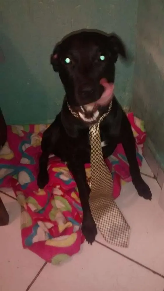 Cachorro ra a Vira-Lata idade  nome Spark