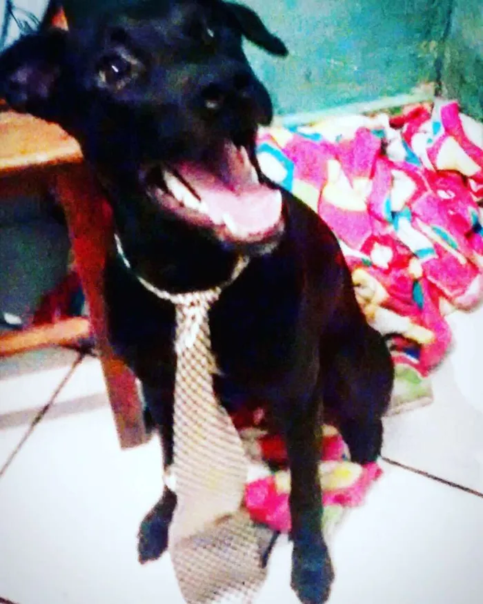 Cachorro ra a Vira-Lata idade  nome Spark