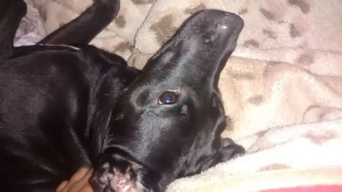Cachorro ra a Vira-Lata idade  nome Spark