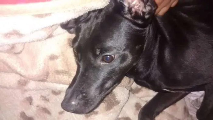 Cachorro ra a Vira-Lata idade  nome Spark