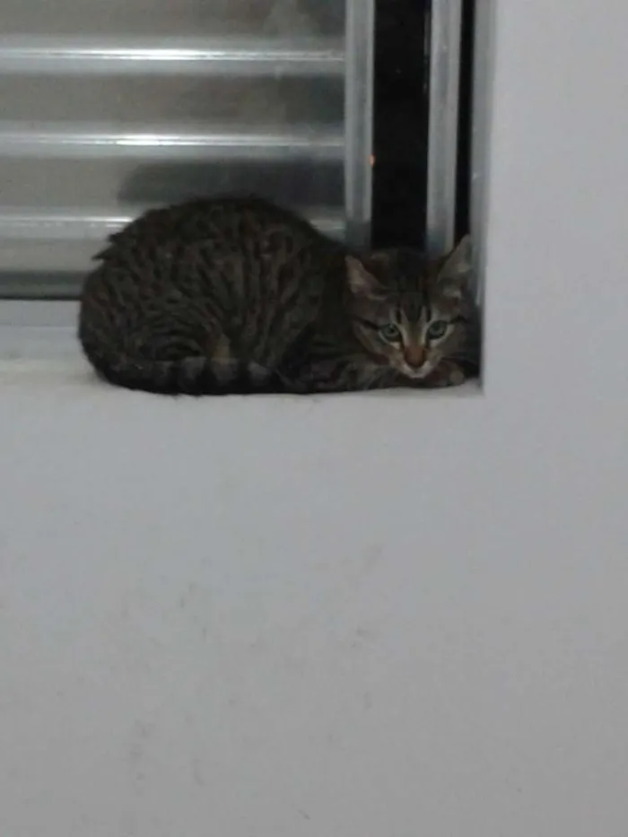 Gato ra a SRD idade 2 a 6 meses nome Mia