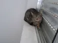 Mia