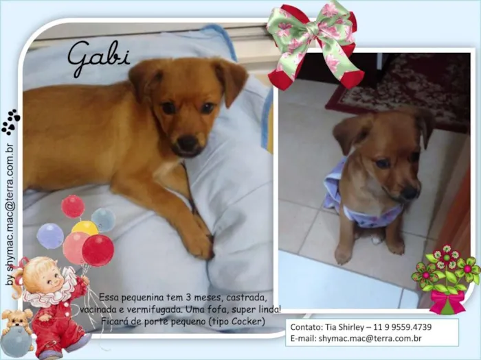 Cachorro ra a srd idade 2 a 6 meses nome Gabi