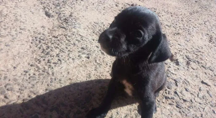 Cachorro ra a Vira lata idade 2 a 6 meses nome Sem nome