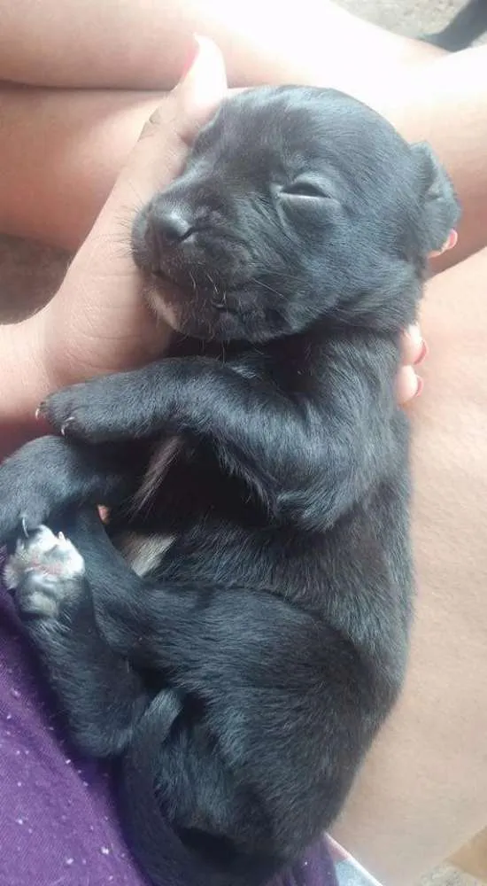 Cachorro ra a Vira lata idade 2 a 6 meses nome Sem nome