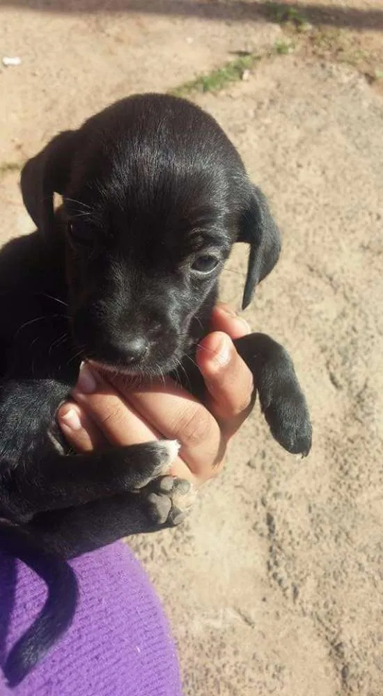 Cachorro ra a Vira lata idade 2 a 6 meses nome Sem nome