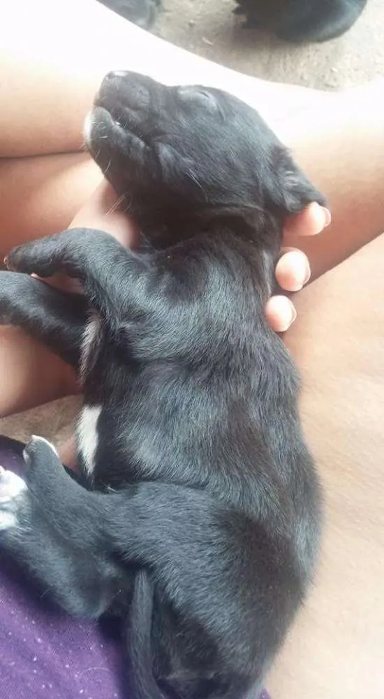 Cachorro ra a Vira lata idade 2 a 6 meses nome Sem nome