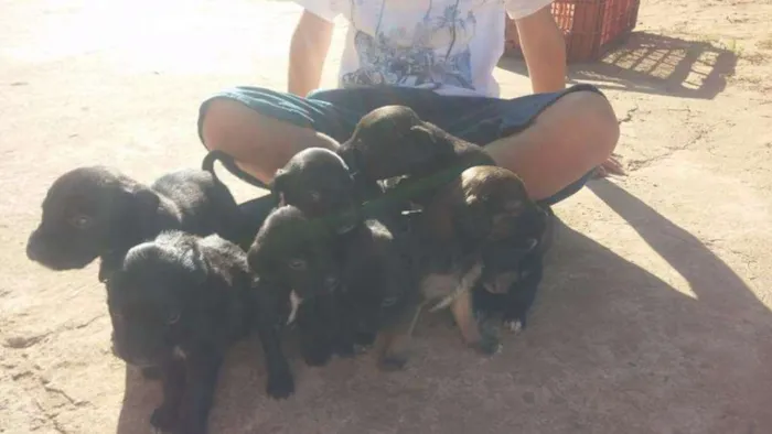 Cachorro ra a Vira lata idade 2 a 6 meses nome Sem nome