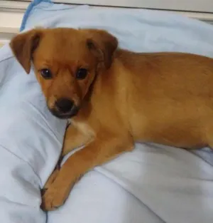 Cachorro raça srd idade 2 a 6 meses nome Gabi