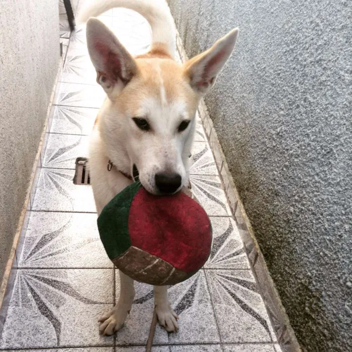 Cachorro ra a Akita com Pastor idade 1 ano nome Ralph