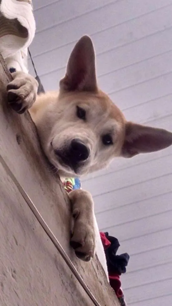 Cachorro ra a Akita com Pastor idade 1 ano nome Ralph