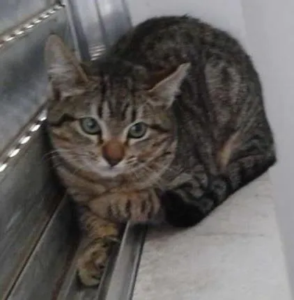 Gato ra a SRD idade 2 a 6 meses nome Mia