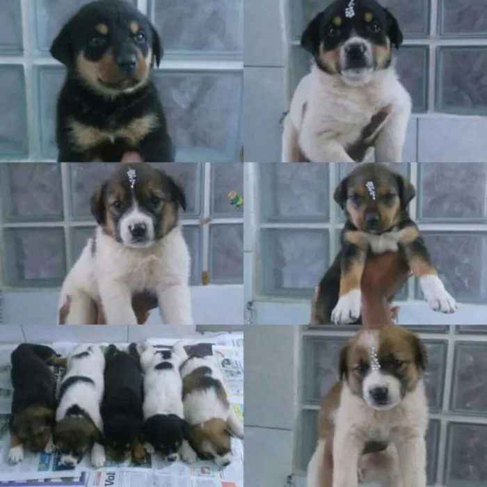 Cachorro ra a Srd idade Abaixo de 2 meses nome Filhotes