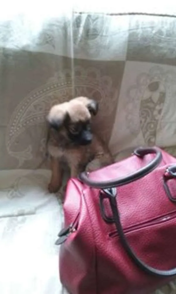 Cachorro ra a srd idade Abaixo de 2 meses nome dinda