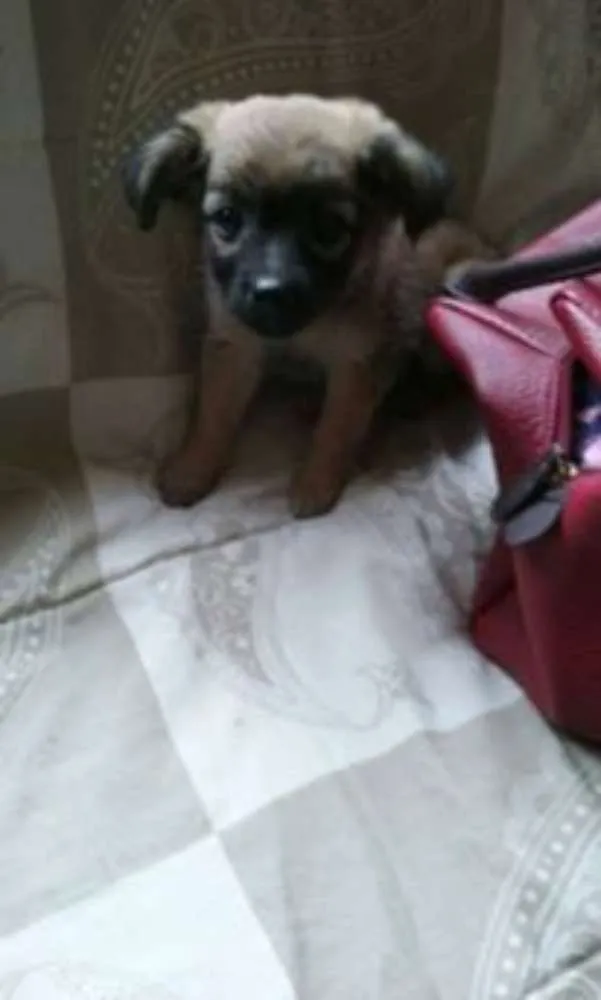 Cachorro ra a srd idade Abaixo de 2 meses nome dinda