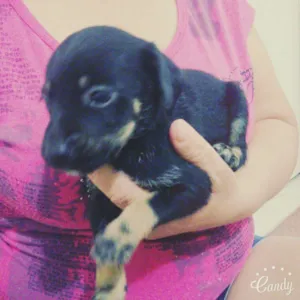 Cachorro raça Vira lata idade Abaixo de 2 meses nome Ainda não possui nom