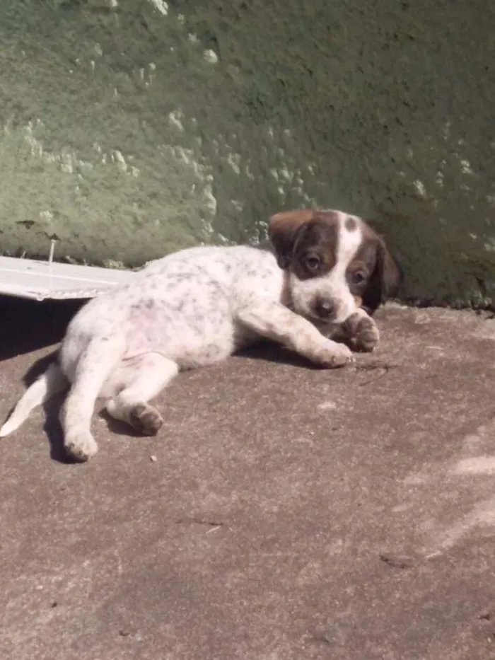 Cachorro raça Vira lata idade Abaixo de 2 meses nome Ainda não possui nom