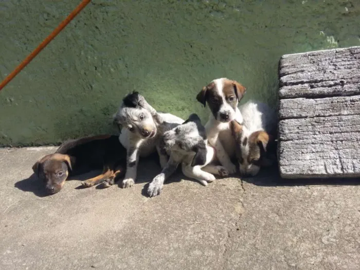 Cachorro raça Vira lata idade Abaixo de 2 meses nome Ainda não possui nom