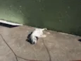 Ainda não possui nom