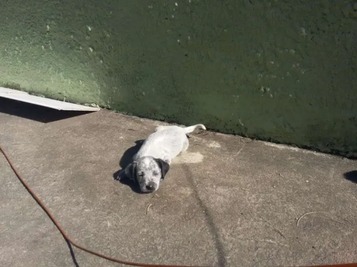 Cachorro raça Vira lata idade Abaixo de 2 meses nome Ainda não possui nom