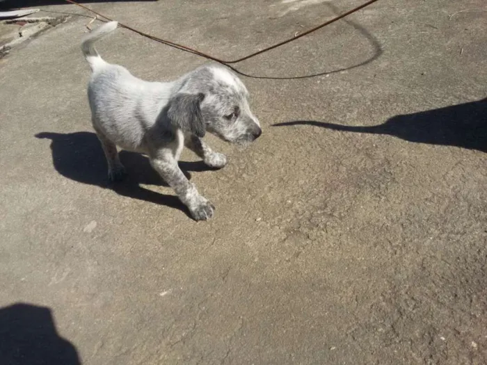 Cachorro raça Vira lata idade Abaixo de 2 meses nome Ainda não possui nom