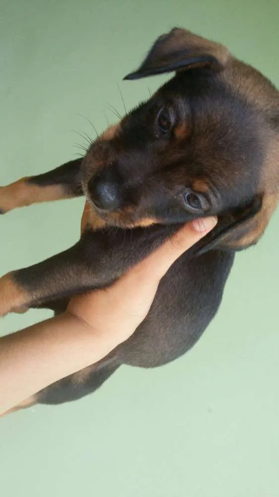 Cachorro raça Vira lata idade Abaixo de 2 meses nome Ainda não possui nom
